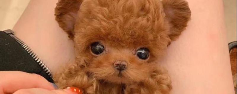 纯种茶杯犬多少钱一只，茶杯犬最低价格大概多少
