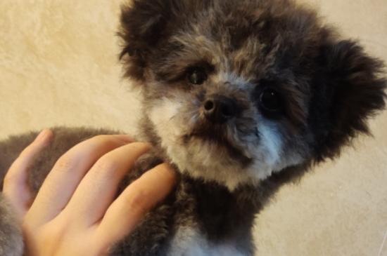 纯种茶杯犬多少钱一只，茶杯犬最低价格大概多少
