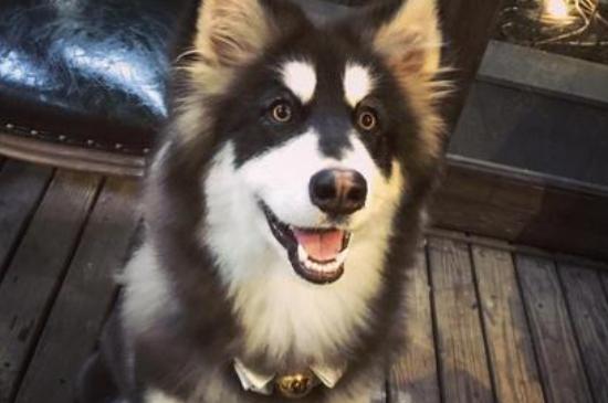 阿拉斯加犬是否为禁养犬