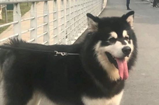 阿拉斯加犬是否为禁养犬