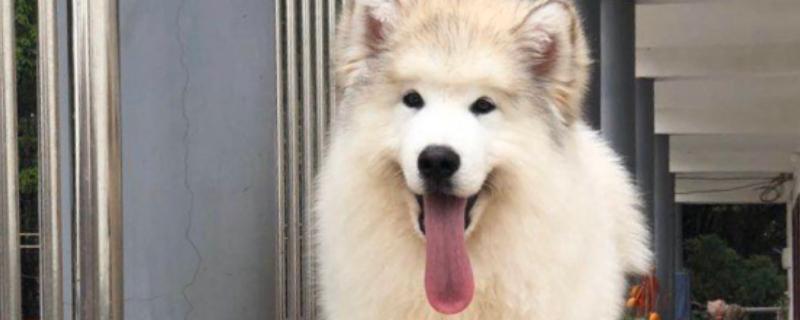 阿拉斯加犬是否为禁养犬