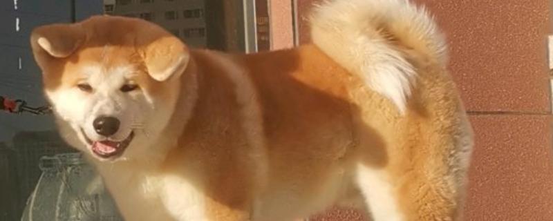 秋田犬为什么禁养