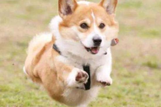 成犬还能训练大小便吗