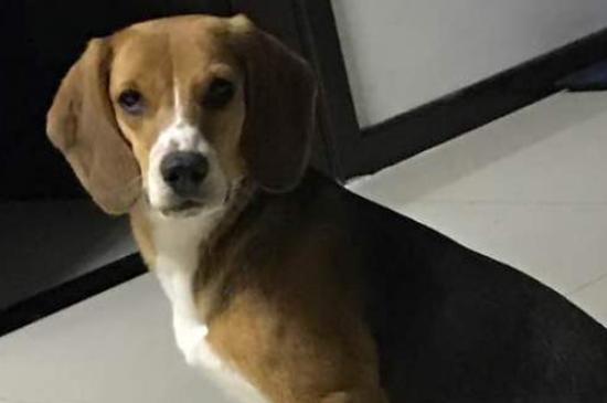 成年比格犬还认新主人吗