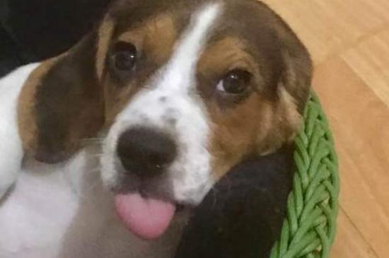 成年比格犬还认新主人吗