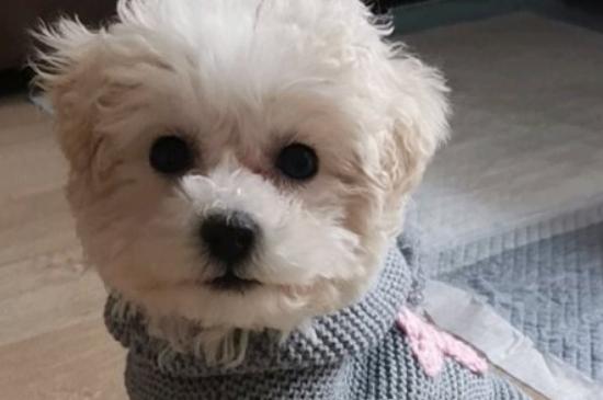比熊犬和博美的区别