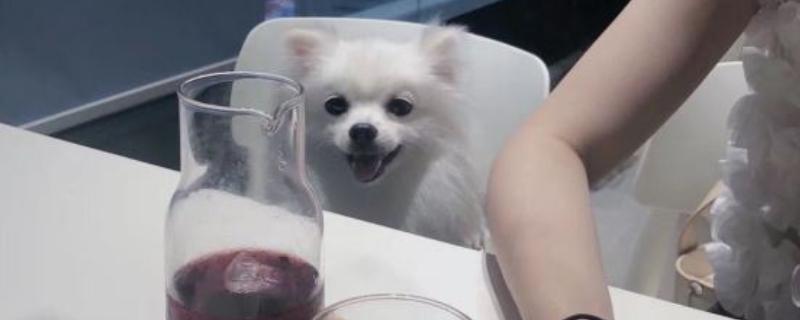 比熊犬和博美的区别