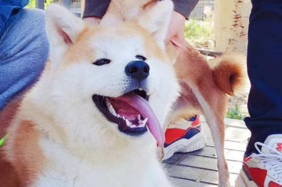 秋田犬柴犬区别