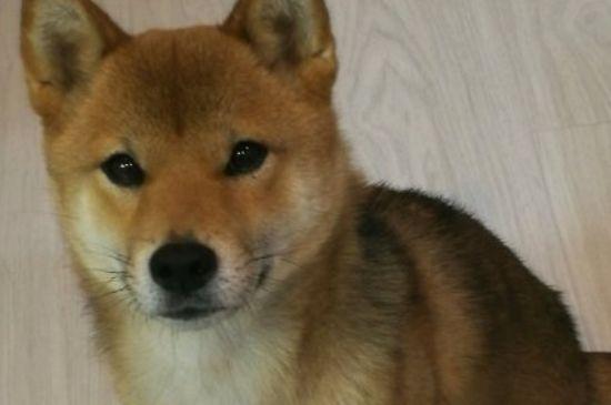 柴犬尴尬期几个月