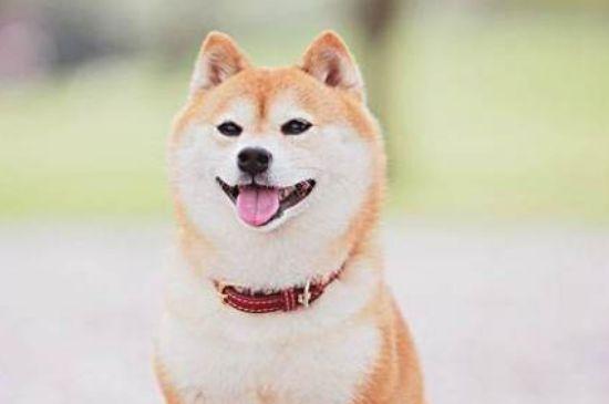 柴犬尴尬期几个月