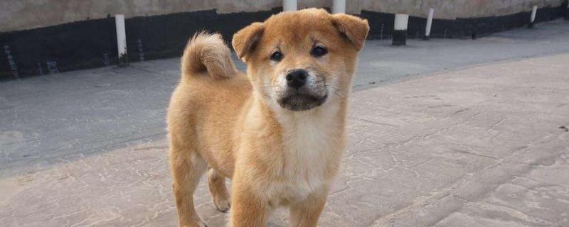 柴犬尴尬期几个月