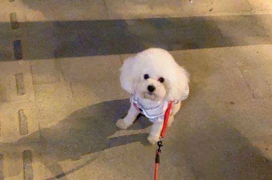 比熊来例假多长时间