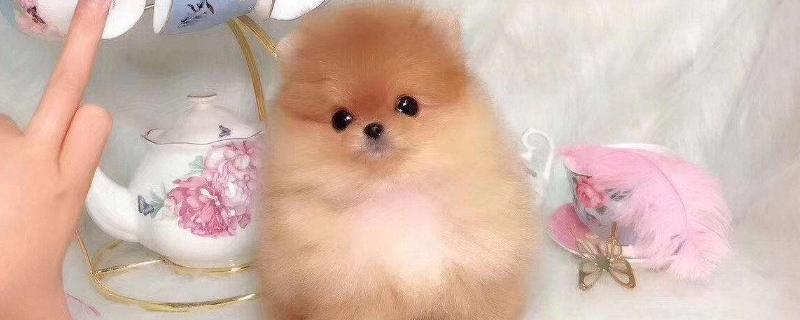 茶杯犬怎么养才不会死