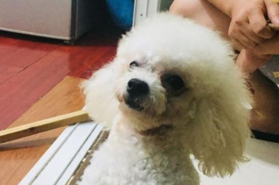 比熊产后吃什么