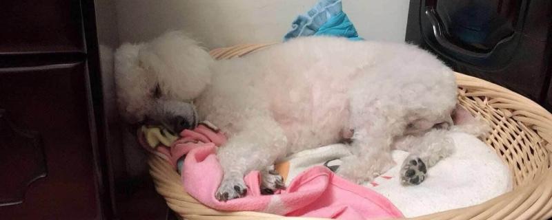 比熊鼻子上毛少怎么办