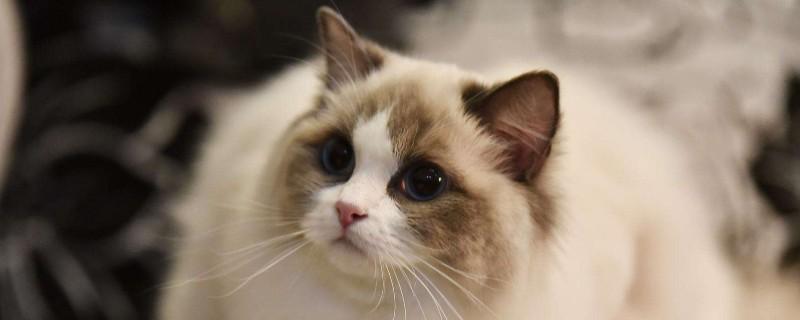 上班族适合养布偶猫吗，上班族养布偶猫的注意事项