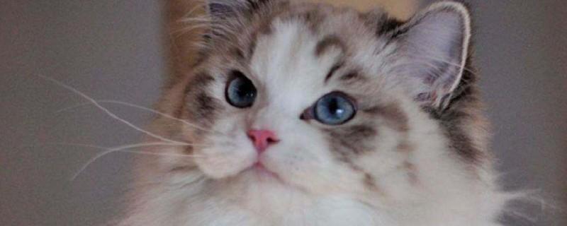 布偶猫冬天怕冷么