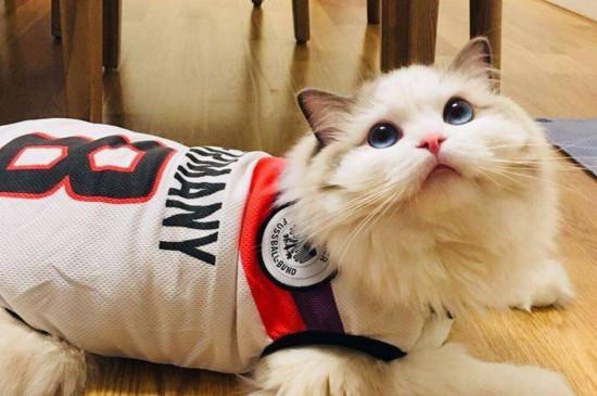 养布偶猫一个月的花费，没钱就真的别养布偶