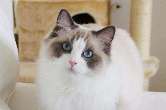养布偶猫一个月的花费，没钱就真的别养布偶