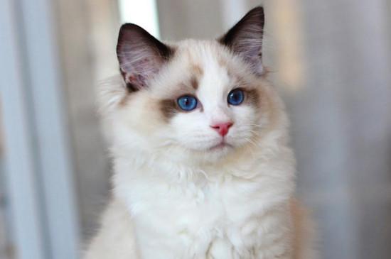 布偶猫只认一个主人吗，布偶猫可不可以换主人