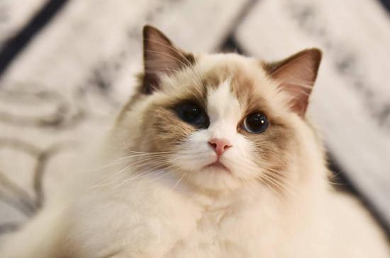 布偶猫多大开始认主人,2~3个月大时逐渐认主