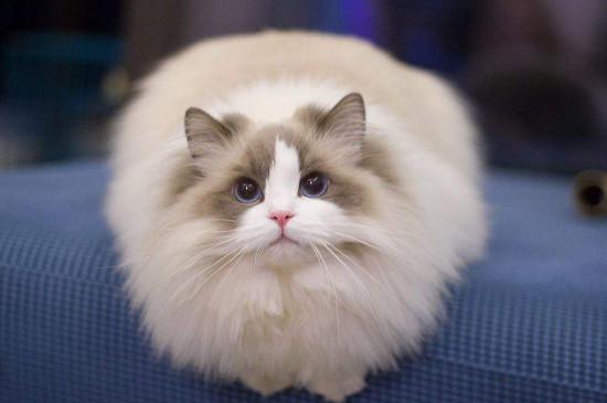 布偶猫多大开始认主人,2~3个月大时逐渐认主