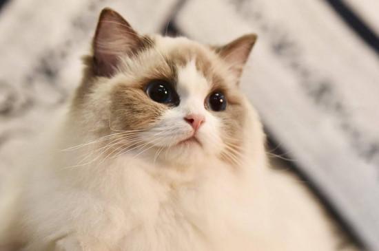 布偶猫多大开始认主人,2~3个月大时逐渐认主