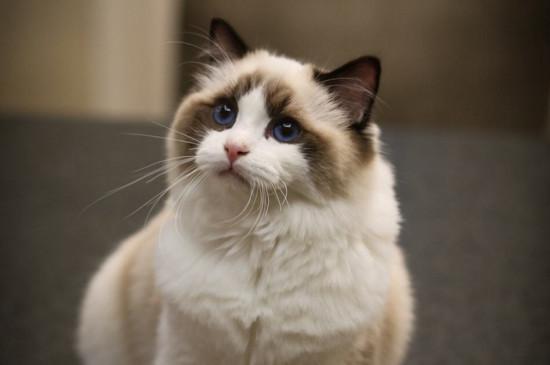 布偶猫养公还是母的好,养布偶猫公母区别
