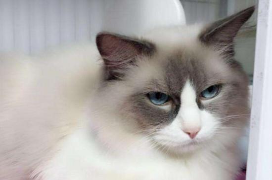 布偶猫养公还是母的好,养布偶猫公母区别