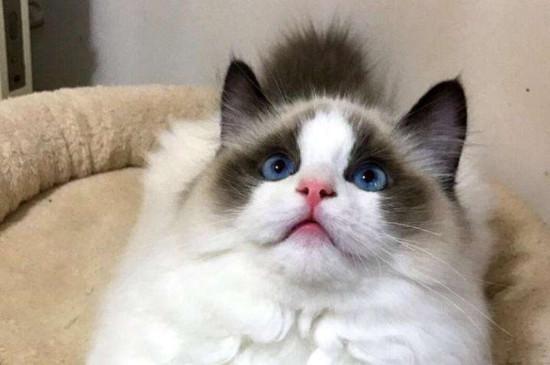 布偶猫养公还是母的好,养布偶猫公母区别