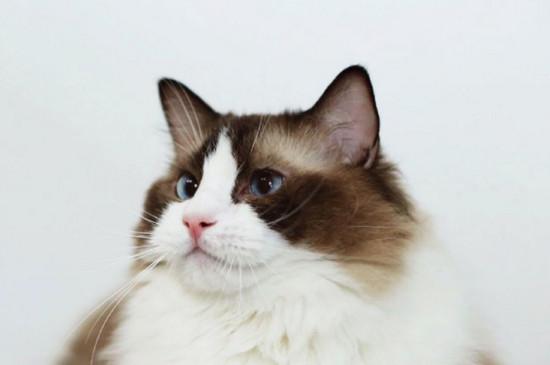 世界上最贵的布偶猫，价值87万的布偶猫不存在