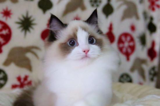 上班族适合养布偶猫吗，上班族养布偶猫的注意事项