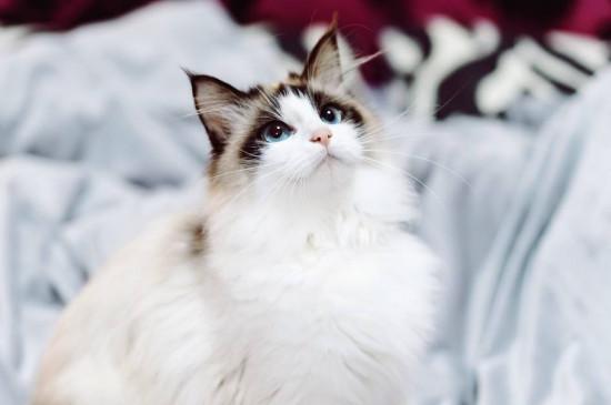 上班族适合养布偶猫吗，上班族养布偶猫的注意事项