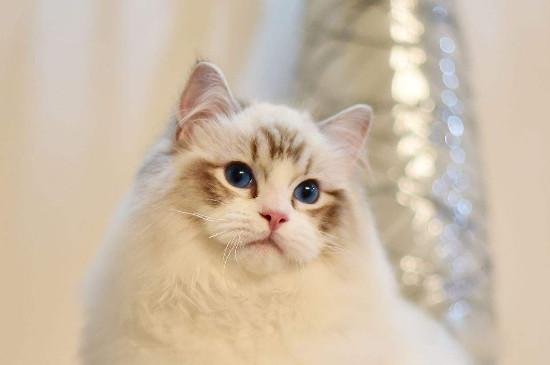 上班族适合养布偶猫吗，上班族养布偶猫的注意事项