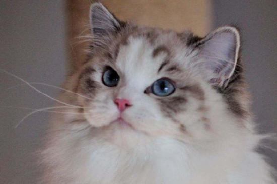 布偶猫为什么要绝育，布偶猫最佳绝育时间