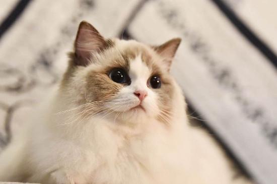 纯种布偶猫价格多少,布偶猫多少钱一只