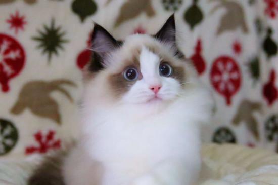 布偶猫多大开始爆毛,布偶猫一般5个月左右开始爆毛