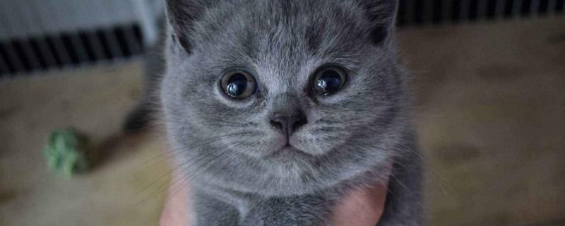如何挑选英短蓝猫幼猫