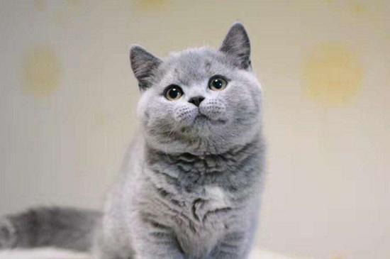 如何挑选英短蓝猫幼猫