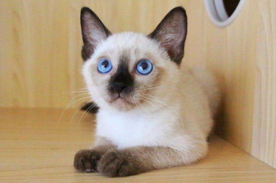 暹罗猫和布偶猫的区别