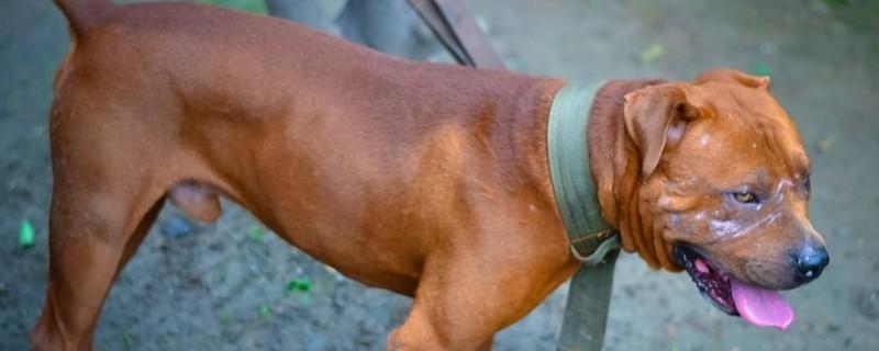 比特犬怎样养不凶