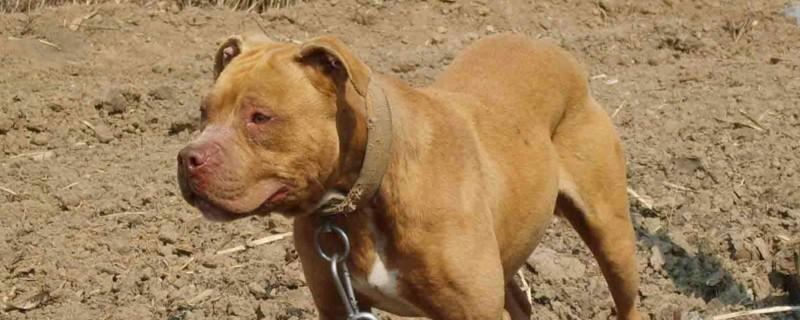 比特犬为什么会立耳