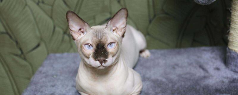 加拿大无猫毛为什么没有毛