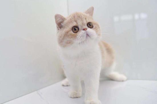纯种加菲猫价格是多少,宠物加菲猫大概市场价位