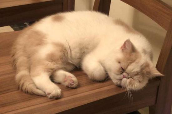 纯种加菲猫价格是多少,宠物加菲猫大概市场价位