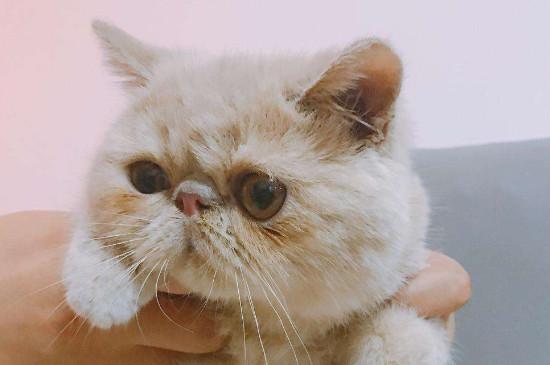 纯种加菲猫价格是多少,宠物加菲猫大概市场价位