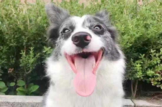 边境牧羊犬性格特点
