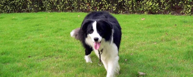 边境牧羊犬好养么
