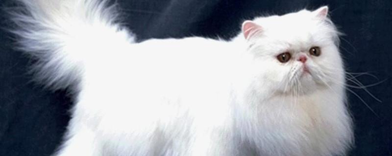 波斯猫为什么那么贵