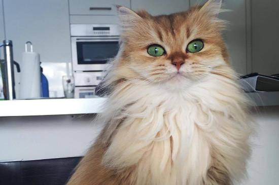 波斯猫为什么两个眼睛颜色不一样
